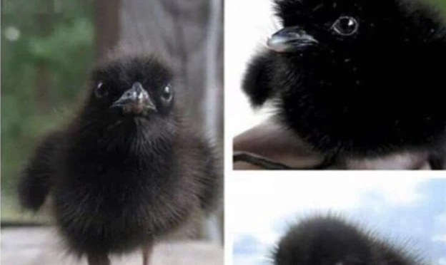 Pictures of newborn Little Crow Goblins ♡
